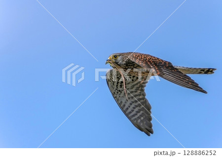 トカゲを咥えて大急ぎで巣に戻る繁殖期のチョウゲンボウ メス 128886252