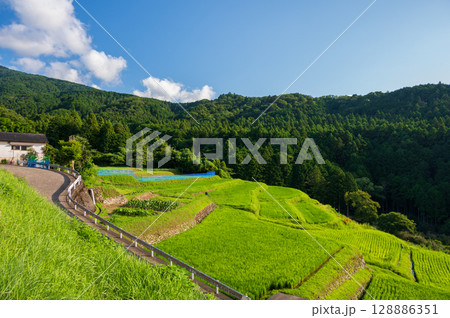 伊豆半島の棚田風景 長閑な原風景 伊豆半島の棚田風景 長閑な原風景 128886351