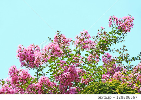 7月下旬のサルスベリの花 128886367