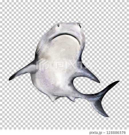 Shark swimming upward, bottom view in monochrome style Shark swimming upward, bottom view in monochrome style 128886376