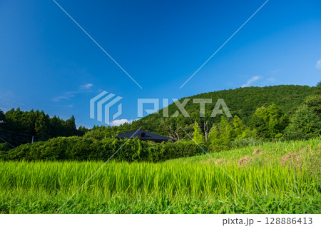 鮮やかなイネ　伊豆半島の田んぼ 128886413