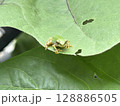 ナスの葉で佇むアマガエル 128886505