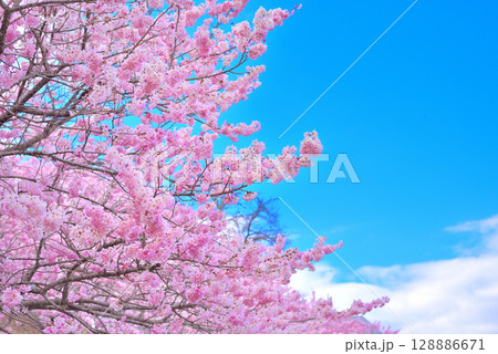 関東・春めき桜・春のイメージ、青空に映えるピンク色の早咲き桜・神奈川県南足柄市(1) 関東・春めき桜・春のイメージ、青空に映えるピンク色の早咲き桜・神奈川県南足柄市(1) 128886671