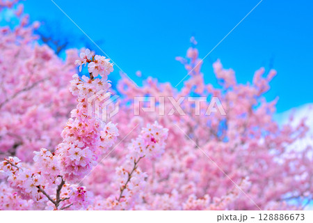 関東・春めき桜・春のイメージ、青空に映えるピンク色の早咲き桜・神奈川県南足柄市(3) 関東・春めき桜・春のイメージ、青空に映えるピンク色の早咲き桜・神奈川県南足柄市(3) 128886673