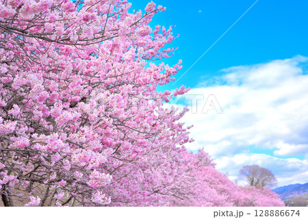関東・春めき桜・春のイメージ、青空に映えるピンク色の早咲き桜・神奈川県南足柄市(4) 関東・春めき桜・春のイメージ、青空に映えるピンク色の早咲き桜・神奈川県南足柄市(4) 128886674