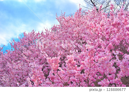 関東・春めき桜・春のイメージ、青空に映えるピンク色の早咲き桜・神奈川県南足柄市(7) 関東・春めき桜・春のイメージ、青空に映えるピンク色の早咲き桜・神奈川県南足柄市(7) 128886677