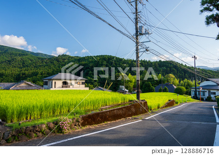 のどかな田舎風景　伊豆の原風景 128886716