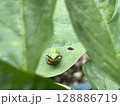 葉の上で休むアマガエル 128886719