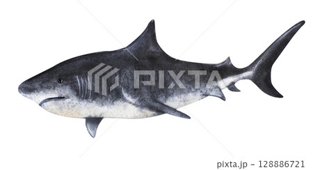 Monochrome shark silhouette swimming left, side view illustration 128886721