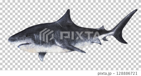 Monochrome shark silhouette swimming left, side view illustration 128886721