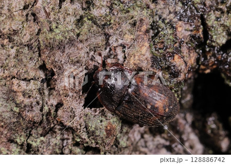 生き物　昆虫　アカマダラケシキスイ、体長六～八ミリ。黒褐色に赤いまだら、上翅には列状に毛があります 128886742