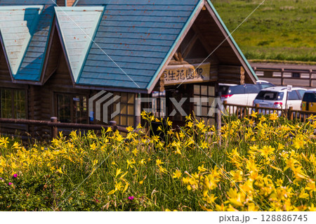 【北海道_小清水原生花園】自然のお花畑を楽しめる北海道屈指の原生花園 128886745
