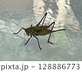ガラスの上のキリギリス 128886773