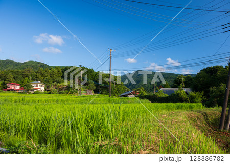 のどかな田舎風景　伊豆の田園風景 128886782