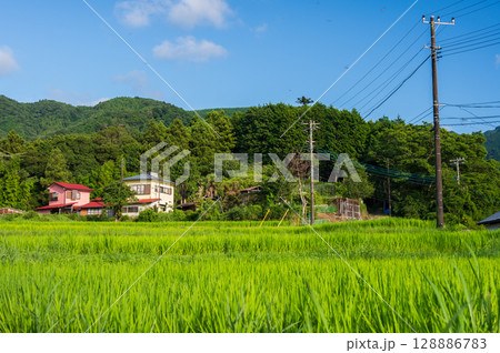 のどかな田舎風景 伊豆の田園風景 のどかな田舎風景 伊豆の田園風景 128886783