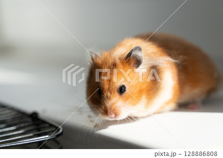 Hamster sunlight pet, golden rodent sits on white surface, indoors, to explore. Hamster sunlight pet, golden rodent sits on white surface, indoors, to explore. 128886808
