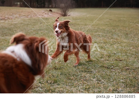 Two dogs playing in a field 128886885