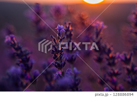 Lavender Sunset Field: Plants bloom during golden hour for aromatherapy essence under soft light. Lavender Sunset Field: Plants bloom during golden hour for aromatherapy essence under soft light. 128886894