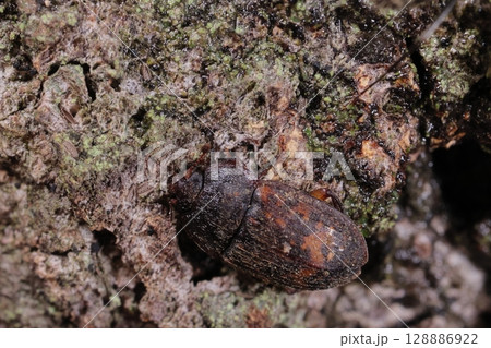 生き物　昆虫　アカマダラケシキスイ、六月の雑木林。クヌギの樹液に集まるケシキスイ類の中にいました 128886922