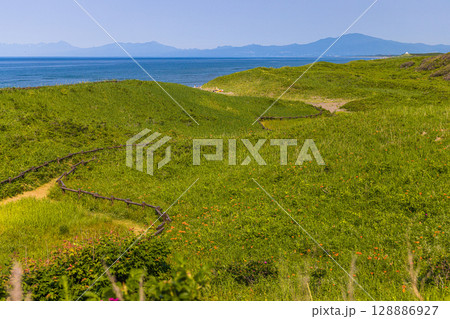 【北海道_小清水原生花園】自然のお花畑を楽しめる北海道屈指の原生花園 128886927