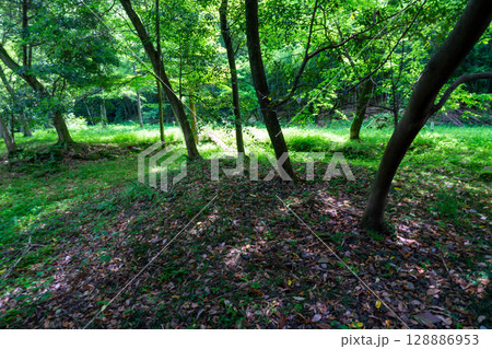 【世界遺産 石見銀山遺跡とその文化的景観】初夏の清水谷精錬所選鉱場跡6 島根県大田市 【世界遺産 石見銀山遺跡とその文化的景観】初夏の清水谷精錬所選鉱場跡6 島根県大田市 128886953