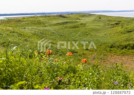 【北海道_小清水原生花園】自然のお花畑を楽しめる北海道屈指の原生花園 【北海道_小清水原生花園】自然のお花畑を楽しめる北海道屈指の原生花園 128887072