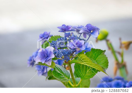 青い紫陽花 128887082