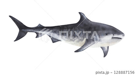 Side view tiger shark with open mouth in monochrome silhouette style Side view tiger shark with open mouth in monochrome silhouette style 128887156