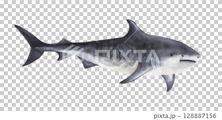Side view tiger shark with open mouth in monochrome silhouette style Side view tiger shark with open mouth in monochrome silhouette style 128887156