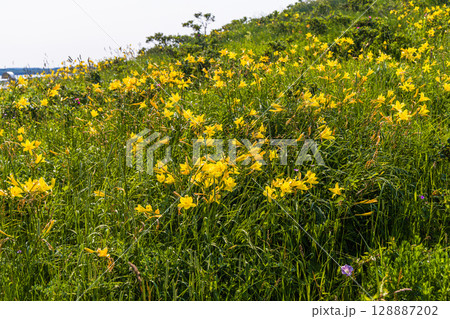【北海道_小清水原生花園】自然のお花畑を楽しめる北海道屈指の原生花園 128887202