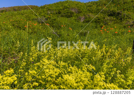 【北海道_小清水原生花園】自然のお花畑を楽しめる北海道屈指の原生花園 128887205