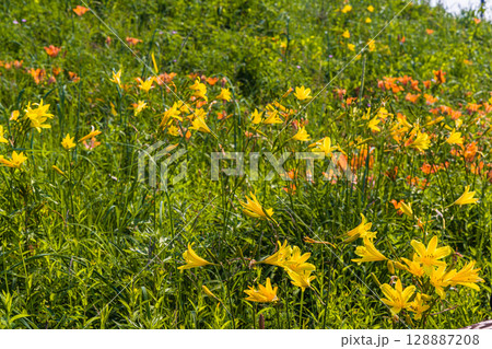 【北海道_小清水原生花園】自然のお花畑を楽しめる北海道屈指の原生花園 【北海道_小清水原生花園】自然のお花畑を楽しめる北海道屈指の原生花園 128887208