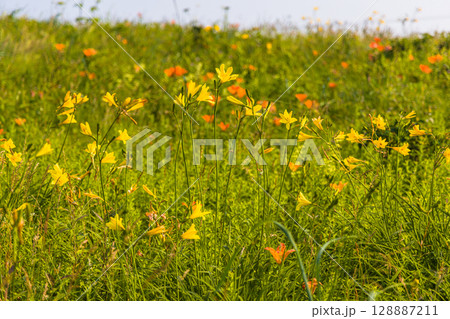 【北海道_小清水原生花園】自然のお花畑を楽しめる北海道屈指の原生花園 【北海道_小清水原生花園】自然のお花畑を楽しめる北海道屈指の原生花園 128887211