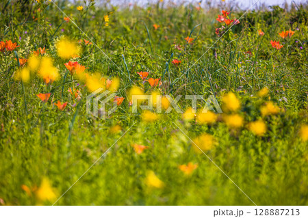【北海道_小清水原生花園】自然のお花畑を楽しめる北海道屈指の原生花園 128887213