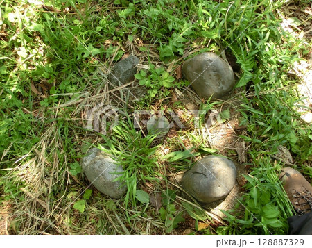 仙元山山頂の1級基準点 128887329