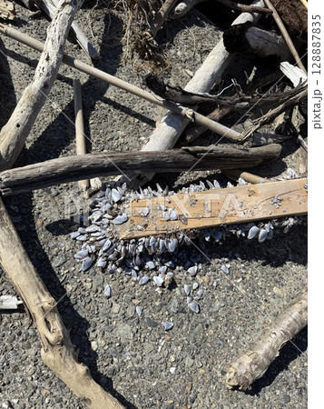 海で流れ着いたゴミ 128887835