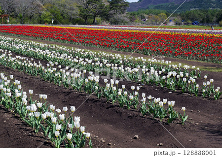 一面に咲くチューリップ 128888001