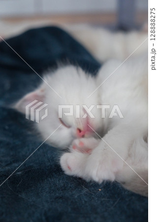 1 month old ragdoll kitten sleep on the blanket, domestic cat 128888275
