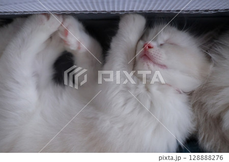 1 month old ragdoll kitten sleep on the blanket, domestic cat 128888276