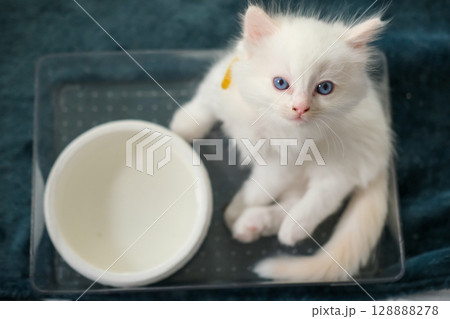 1 month old ragdoll kitten lying in a clear box with water bowl 128888278