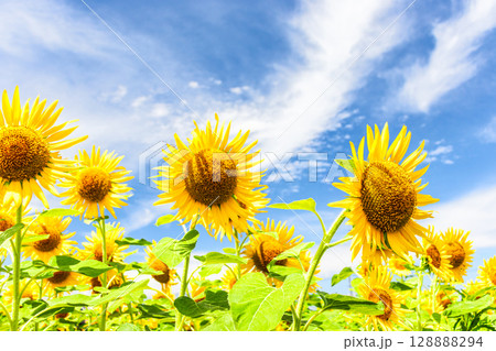 ひまわりと青空と白い雲 ひまわりと青空と白い雲 128888294
