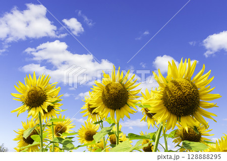 ひまわりと青空と白い雲 128888295