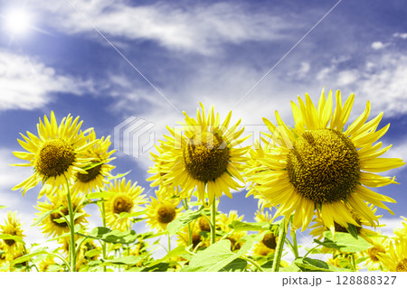 ひまわりと青空と白い雲 128888327