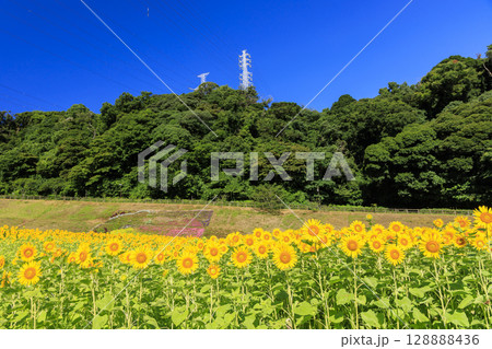 久里浜花の国のひまわり畑 久里浜花の国のひまわり畑 128888436