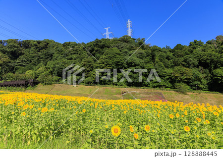 久里浜花の国のひまわり畑 128888445