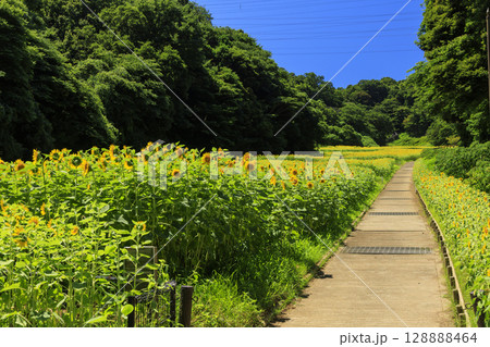 久里浜花の国のひまわり畑 128888464