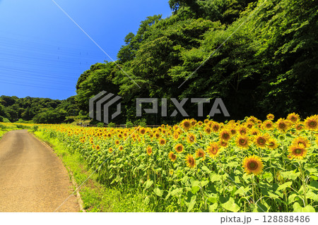久里浜花の国のひまわり畑 久里浜花の国のひまわり畑 128888486