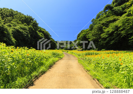 久里浜花の国のひまわり畑 久里浜花の国のひまわり畑 128888487