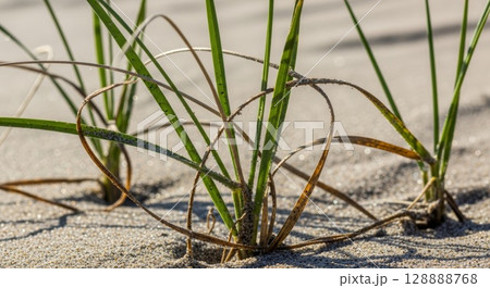 Close-up of resilient beach dune grass blades with water droplets growing through sandy coastal terrain in natural sunlight 128888768