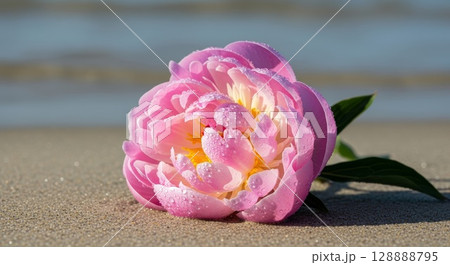 Pink peony flower with water droplets laying on sandy beach shore with ocean waves in soft focus background 128888795
